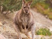Tasmania Wildlife - Wallaby